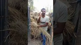 খেড়ের মধ্যে মুরগির ডিম পেলাম 🥰 #shorts #minivlog #vlog #villagelife #egg #cow #bengalivlog