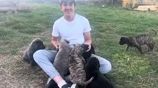 Olympicdogs: Bogan x Sticky pups @ 7 wks.  