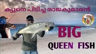 Big Queen Fish @ Ajman Al Zorah Beach# Seaseven Aqua Fish