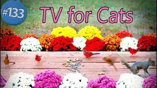 8 Hours of Cute Birds 😻 TV for Cats No ADS  🐦 Birds  & Squirrels 🐿 Uninterrupted CatTV with Flowers