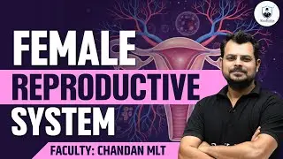 female reproductive system | Female reproductive parts and functions | Female reproductive organ