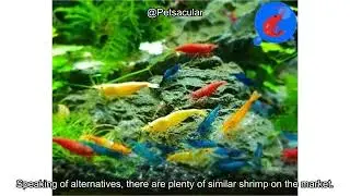 Shrimp Up Aquatics&trade; 20+ Mixed Color Neocaridina Shrimp Review: Worth the Investment?