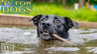 DOG TV: Deeply Anti-Anxiety Video to Keep Dogs Happy & Music to Prevent Boredom When Home Alone (NEW