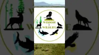 Wisdom of Wildlife Highlights 🌍✨ #animals #wildlife #animalplanet #animalworld #facts #highlights