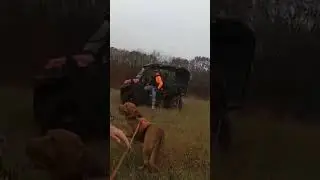 Queen Mable WORKED for that one! #deer #workingdog #hunting #riflehunting