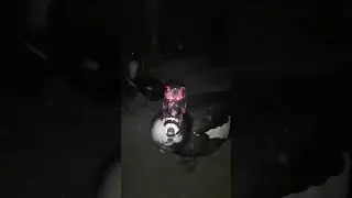 Muscovy duck dangerous toxin💥💥Muscovy duck sound 🥰🥰#shorts #muscovyduck #lovebirds #china_duck #duck