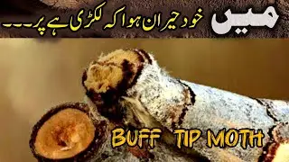 Aik Khairan Kun Keera | Buff Tipped Moth