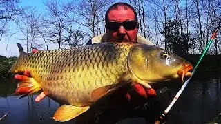 Carp Gomming