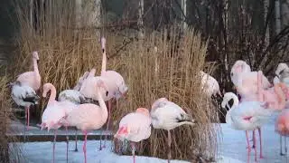 Flamingo's in de sneeuw. 4 Januari 2026.