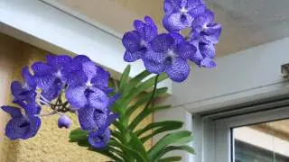 Vanda coerulea.MP4
