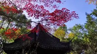Zuibaichi Park in Fall | Maple Magic