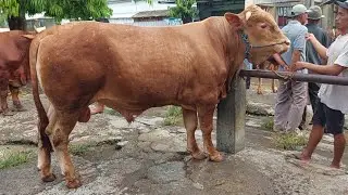 SAPI BB 400 S/D BB 500 HARGA DI PASAR PAING PATI HARI INI 17 SEPTEMBER 2025