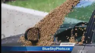 20,000 Bees Swarm Saanich Street