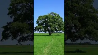 Unraveling the Elm Tree Enigma: 5 Captivating Facts Revealed