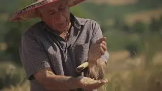 Grano Antico Risciola - Come è nato