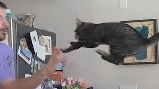 Rescue cat reveals amazing skill when man takes him home