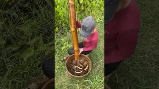 Amazing Eel Trap With Survival Skills