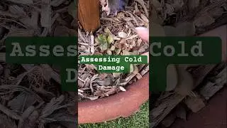 Assessing cold damage like they aren't cold crops🤣🤦&zwj;♀️ #southernarizona #garden