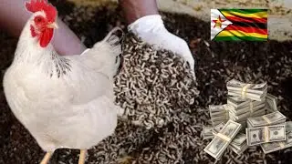 How Zimbabweans Are Making Money Turning Maggots Into Chicken Feed 