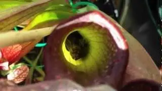 Carnivorous Plants feeding and eating lots of insects