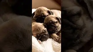 Sleeping Baby Pugs Together 🐾💤