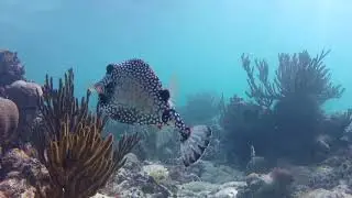 MARE DEL MESSICO E CENOTE NEI PRESSI DI TULUM