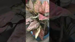 7best indore plants you must add in your home 🏡🏡#homedecore