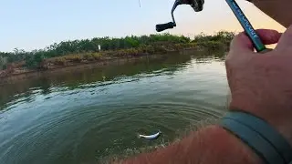 Arroyo River Rat 🐀 ARR V123