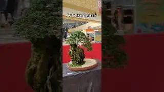 Do u like Bonsai? #philippines #travel #bonsai #filipina #islandgirl #islandlife