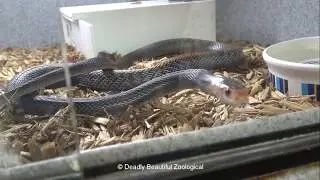 Little Reaper Encounter & Rhino Viper & Sharp Nosed Feed