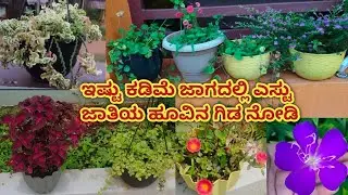 ನನ್ನ ಪುಟ್ಟ ಹೂವಿನ ತೋಟ. ಅತಿ ಕಡಿಮೆ ಬೆಲೆಗೆ ಎಸ್ಟೊಂದು ಗಿಡಗಳು. #flowers #garden 