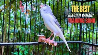 One Voice Awakens the Aviary &ndash; Stunning Belgian Canary Song