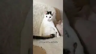 Mini documentation about Rocket.#specialcat #twoleggedcat #narrator #fyp #katze #cat #funny