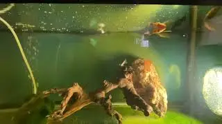 20 gallon molly flag fish algae eater tank