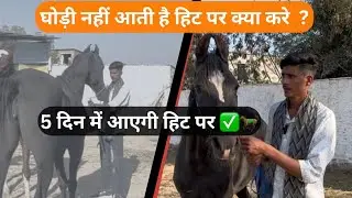 Mare pregnancy full information | घोड़ी को हिट पर कैसे लाए #horsepregnancy #horselover #horselife