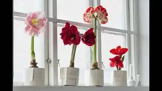 Revive Your Amaryllis: How to Rebloom These Holiday Favorites Year After Year