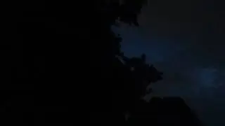 Tawny owl chicks calling adults