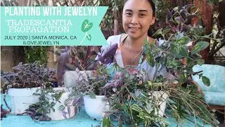 Planting with Jewelyn: Tradescantia propagation + maintenance Part 3 | July 2020 | ILOVEJEWELYN
