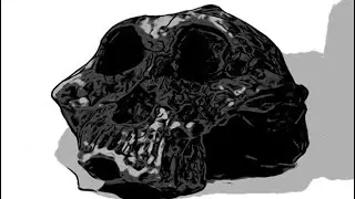 Paranthropus boisei skull