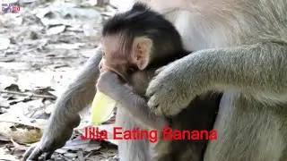 JILLA BABY MONKEY TRY TO EAT BANANA FIRST TIME, JILL AND JILLA EATING BANANA