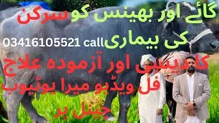 Sarken Ka Desi Elaaj #baffalo #cowvideos