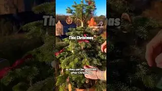 Repot or Recycle your Christmas Tree&nbsp;#gardeninspiration&nbsp;#sustainableliving&nbsp;#christmastreeideas