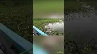 Wow #shortvideo #fishing #fisherman #fishermens #shorts #videofish