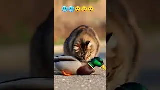 cat eating duck