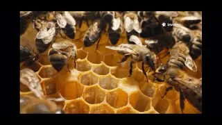 Let&rsquo;s learn how honey bees work 🍯🐝