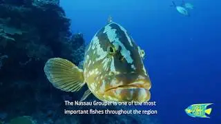 КРАТКИЙ ОФИЦИАЛЬНЫЙ ОБЗОР ЗАКРЫТОГО СЕЗОННОГО ОБЪЯВЛЕНИЯ NASSAU GROUPER (С СУБТИТРАМИ)