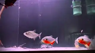 Pygocentrus Ternetzi , Cariba & Serrasalmus Rhombeus 