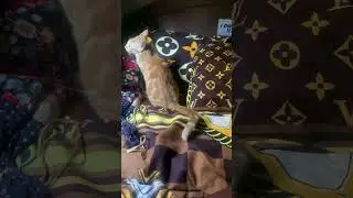The Funniest Tail Wiggle You&rsquo;ll See Today. #cat #shorts #viralvideo #catvideos #catlovers #funny