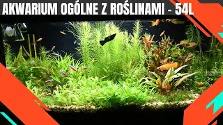 [54L Ogólne-roślinne] Po przycince roślin [4K]