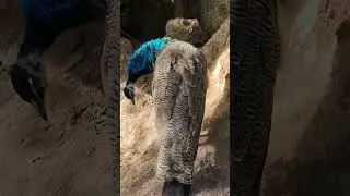 Pavo Real en El Eco-Parque Ex. Zoólogico de Buenos Aires. Comienzan los Colores